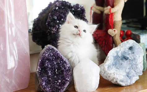 Pet Healings